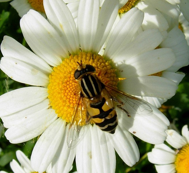 Helophilus trivittatus F (Syrphidae)